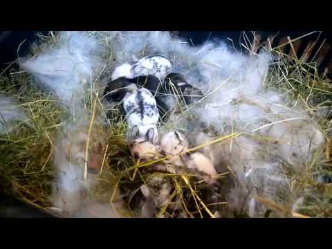 Видео: Новорожденные крольчата - "Долматинцы"!!! Проверяем два окрола в маточниках.