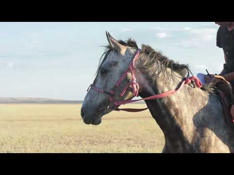 Видео: Аламан БӘЙГЕ. ТАЛДЫСАЙ