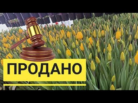 Видео: Подводим итоги Восьмого марта | Окупаемость теплицы | Планы на будущее