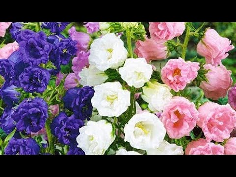 Видео: ПОСИЛКА ВІД ПІДПИСНИЦІ.А НАСІННЯ НАЗБИРАЛА НА ДВА РОКИ!!!