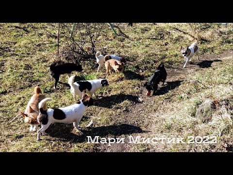 Видео: Выбор пола собаки: кого купить - кобеля или суку? Кто лучше : мальчик или девочка ? / ПРОДАЮ щенков