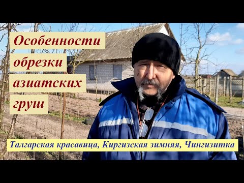 Видео: Особенности обрезки груши Талгарская красавица