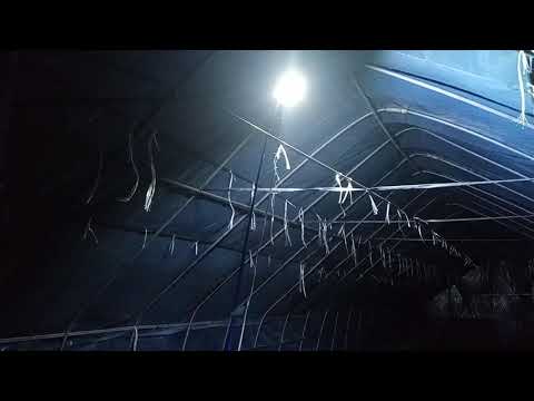 Видео: байцааны үрслэг хийх хайрцаг уурган гэрэлний ашиг тус