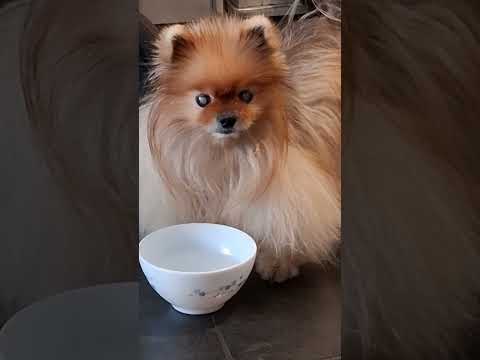 Видео: Винюша моя любовь