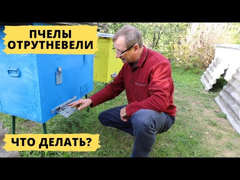 Видео: Отрутневела пчелиная семья | Что делать?