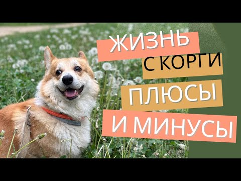 Видео: КОРГИ - совсем неидеальная порода! ВЫБОР ЗАВОДЧИКОВ и ПЛЮСЫ И МИНУСЫ ПОРОДЫ