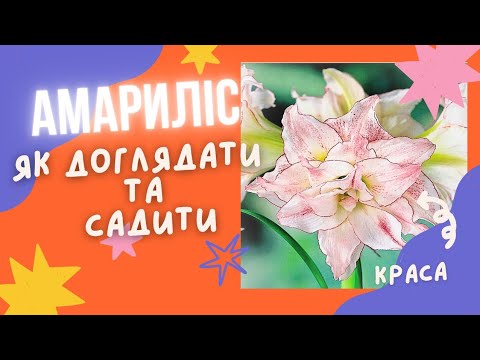 Видео: Амариліс Гіппеаструм | Догляд та посадка в домашніх умовах.