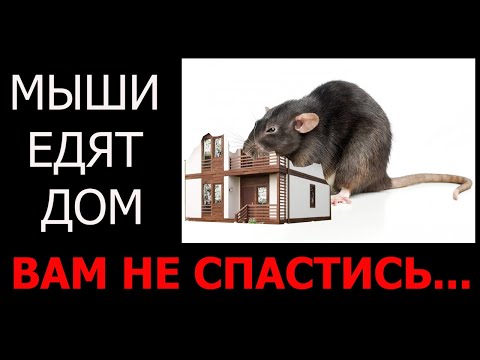 Видео: Мыши едят дом. Вам не спастись. Грызуны. Утеплитель едят мыши.