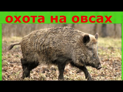 Видео: Посевы полей 2020  Биотехния