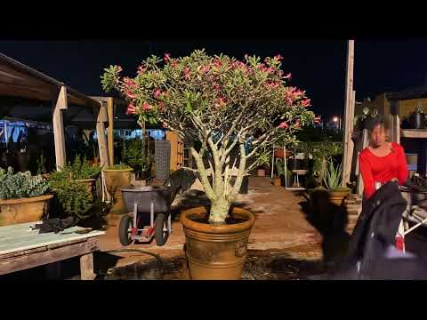 Видео: О, боже мой! Пересадка пустынной розы