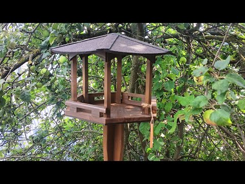 Видео: Кормушки бывают разные ))