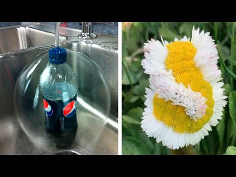 Видео: Такое не каждый день увидишь!