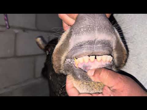 Видео: Молхои шири 20л аз Салим Бобо+992927103996