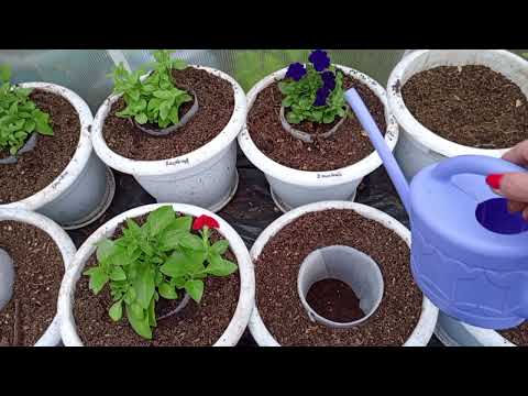 Видео: СПОСОБ ВЫСАДКИ ПЕТУНИИ СРАЗУ В БОЛЬШОЙ ОБЪЕМ БЕЗ ПРОМЕЖУТОЧНОЙ ПЕРЕВАЛКИ! БЫСТРЫЙ РОСТ И ЦВЕТЕНИЕ!