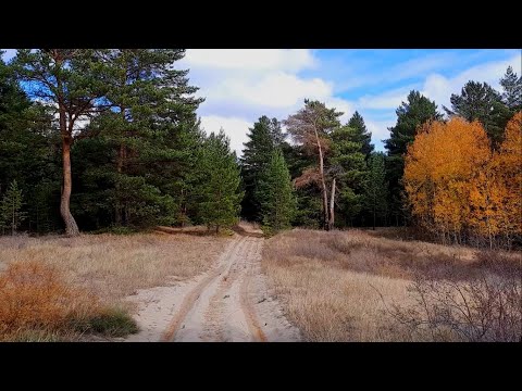 Видео: Что можно найти на краю леса