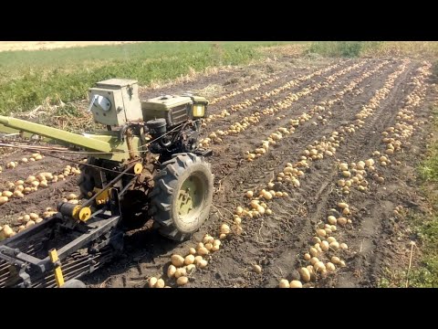 Видео: СУПЕР КАРТОФЕЛЕКОПАЛКА. Мотоблок копает картошку быстро и качественно. Уборка картофеля ЧАСТЬ №1....