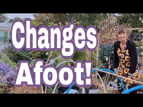 Видео: 🌿 Осенние работы на приусадебном участке | Уборка сада в октябре в Великобритании, пересадка инжи...