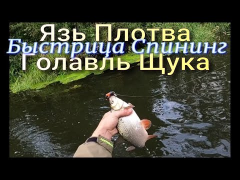 Видео: Вот это Рыбалка Белый хищник Бабахает на Минохи