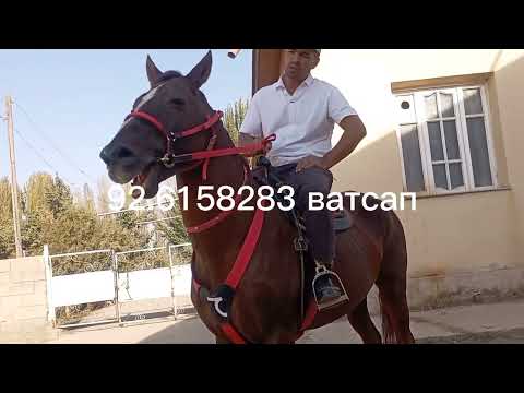 Видео: 17 октября 2025 г.