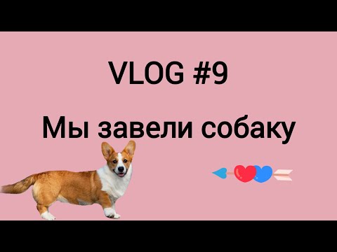 Видео: VLOG #9 // Мы завели собаку // Вельш-корги-кардиган