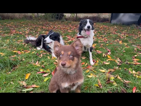 Видео: Щенок-медяк принят стаей овчарок??!!