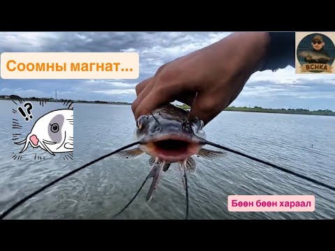 Видео: Соомны магнат....🎣🎣🐟🐠. Жич: Маш их хараалтай @AbuGarciaTV 