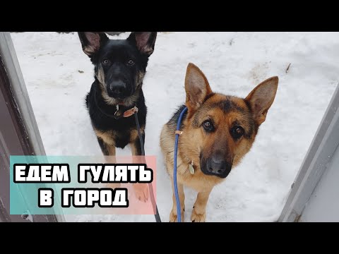 Видео: Играем в пуллер с собаками | Прогулка в город с немецкой овчаркой | Щенок, немецкая овчарка и стафф