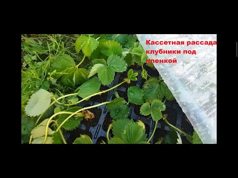 Видео: Кассетная рассада. Как вырастить 3 вида кассетной рассады, рассада без тумана