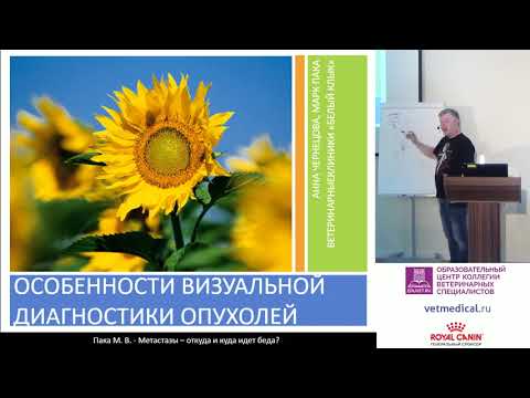 Видео: Пака М. В. - Метастазы – откуда и куда идет беда?