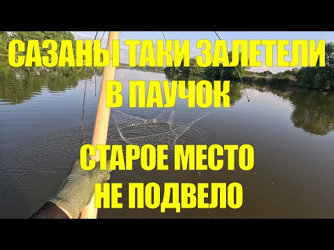 Видео: САЗАНЫ ЗАЛЕТАЮТ В ПАУК НЕСМОТРЯ НА ЛЕТНЮЮ ЖАРУ!  ОТЛИЧНЫЙ РЕЗУЛЬТАТ ДЛЯ СРЕДИНЫ ЛЕТА!