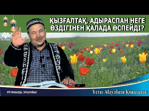 Видео: Қызғалдақ, адраспан неге өздігінен қалада өспейді? Ұстаз Абдулбахи Қожаханов