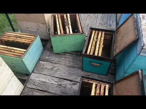 Видео: Формирую гнездо в много корпусном улье перед постановкой третьего корпуса.