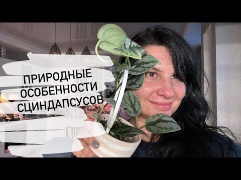 Видео: Сциндапсусы в природе: особенности и отличия