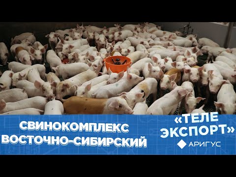 Видео: Свинокомплекс Восточно-Сибирский «Сибагро» | Телеэкспорт