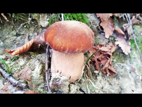 Видео: 7 вересня 2025р. Грибочки ще є😊😍🤗