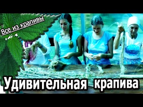 Видео: Мастер-класс Удивительная крапива.  Крапива. Кудель и пряжа из крапивы. Все из крапивы.