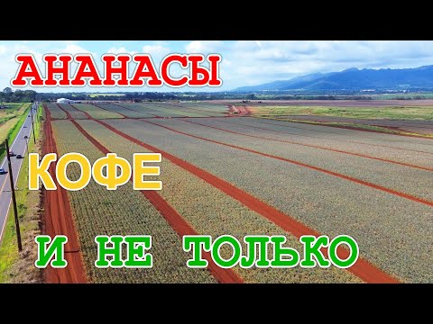 Видео: США. Ананасы, кофе и красота побережья. Продолжаем путешествие по Гавайям (O'ahu).