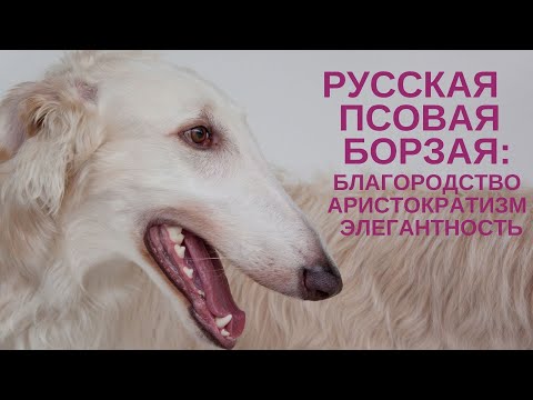 Видео: Русская псовая борзая - аристократ среди собак #борзые