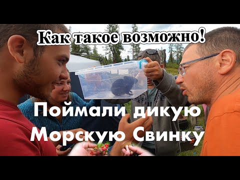 Видео: Поймали Дикую Морскую Свинку