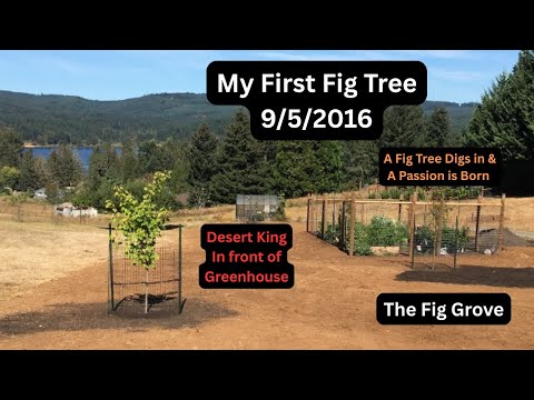 Видео: Обновление сада «Фиговая роща» от 22.09.25 ЭПИЧЕСКИЙ год инжира! 🫶
