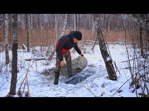 Видео: РЫБАЛКА на БОЛОТЕ! ПОСТАВИЛ ВЕРШУ (нерет) в КАНАВЕ, и НАЛОВИЛ КУЧУ ЩУКИ!!!