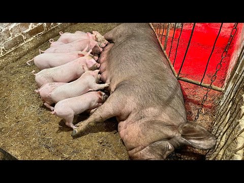 Видео: Они кушают везде! Защемило шею… 