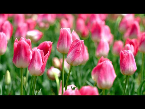 Видео: 🦋 Красивые Бабочки, Поющие Птицы, Яркие Полевые Цветы 🌸 Природа для Покоя, Релаксации и Вдохновения