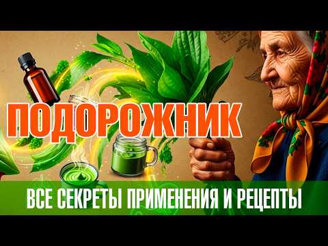 Видео: Подорожник не только от ран!