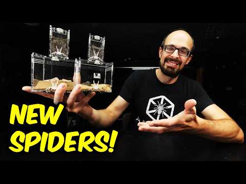 Видео: Новые ОПАСНЫЕ пауки!