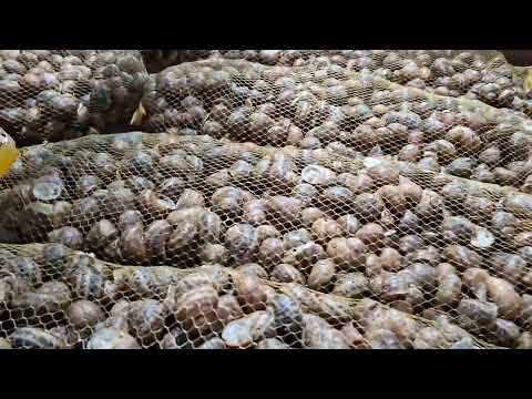 Видео: Висушуємо равлик на продаж💪💪💪💪