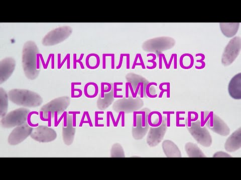 Видео: МИКОПЛАЗМОЗ. БОРЕМСЯ. СЧИТАЕМ ПОТЕРИ