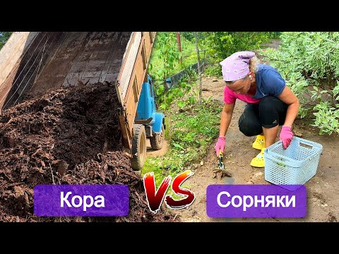 Видео: Борьба с сорняками. Геотекстиль, картон, кора, прополка, перекопка земли. Что я выбрала и почему