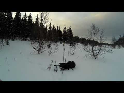 Видео: Ястреб тетеревятник. Глухариная гибель.