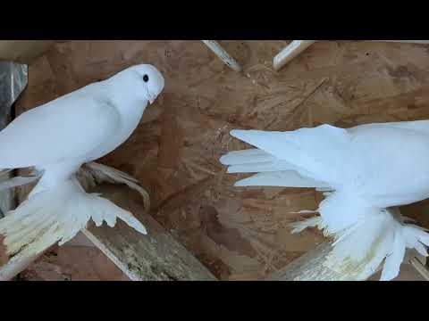 Видео: Белые моздокские, показываю, рассказываю. #голуби #tauben #pigeons #germania 